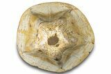 Polished Miocene Fossil Echinoid (Clypeaster) - Morocco #294063-1